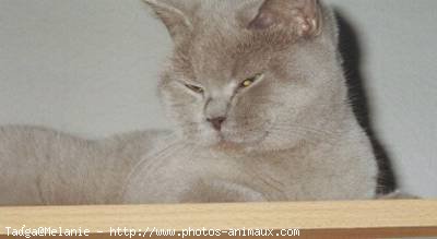 Photo de British shorthair