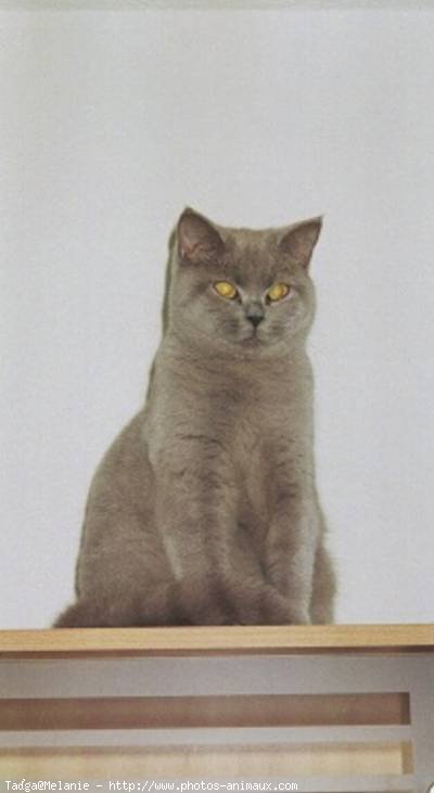 Photo de British shorthair