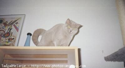 Photo de British shorthair