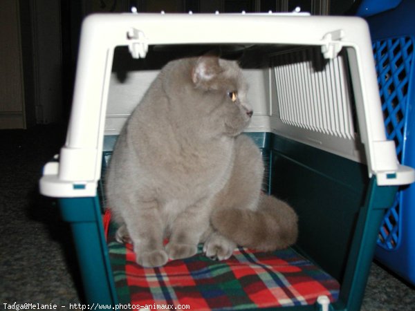 Photo de British shorthair