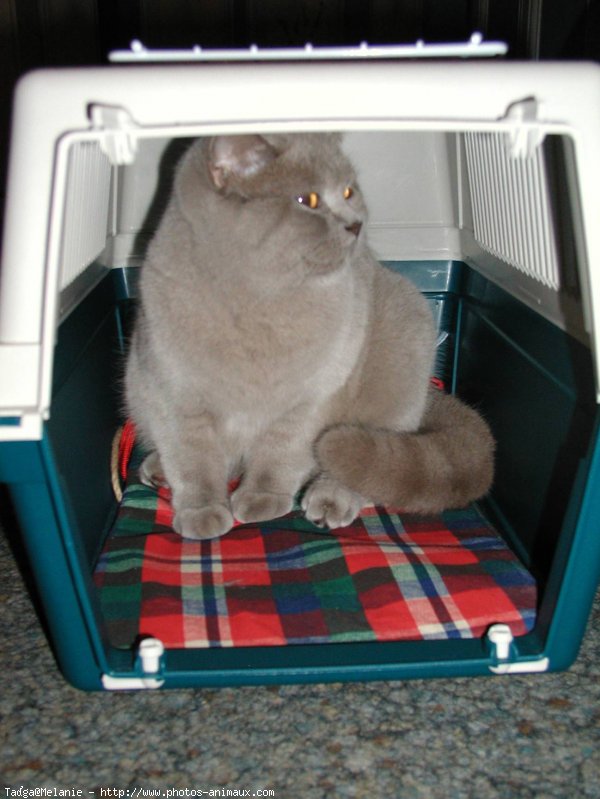 Photo de British shorthair