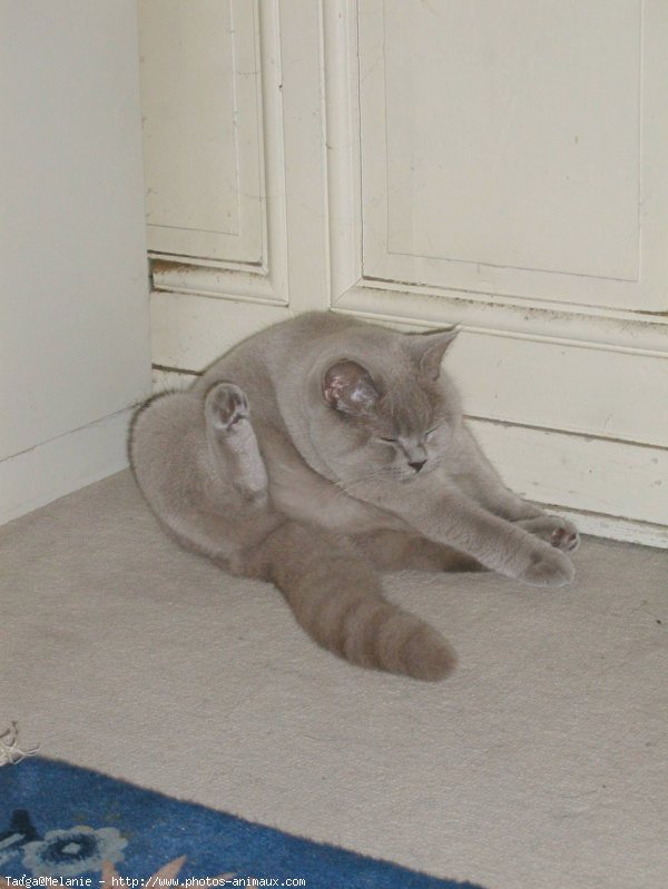 Photo de British shorthair