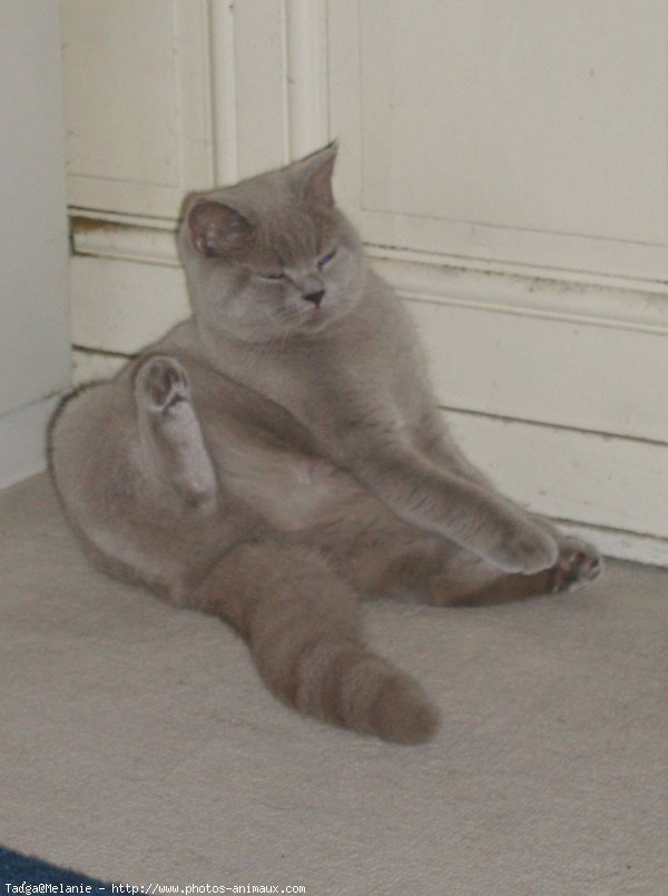 Photo de British shorthair