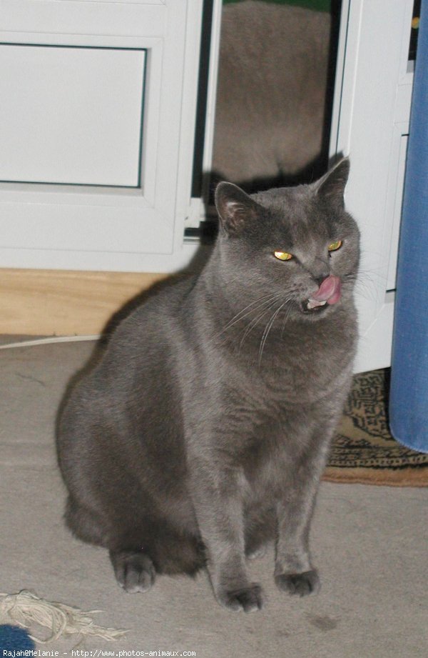 Photo de Chartreux