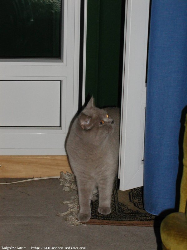 Photo de British shorthair