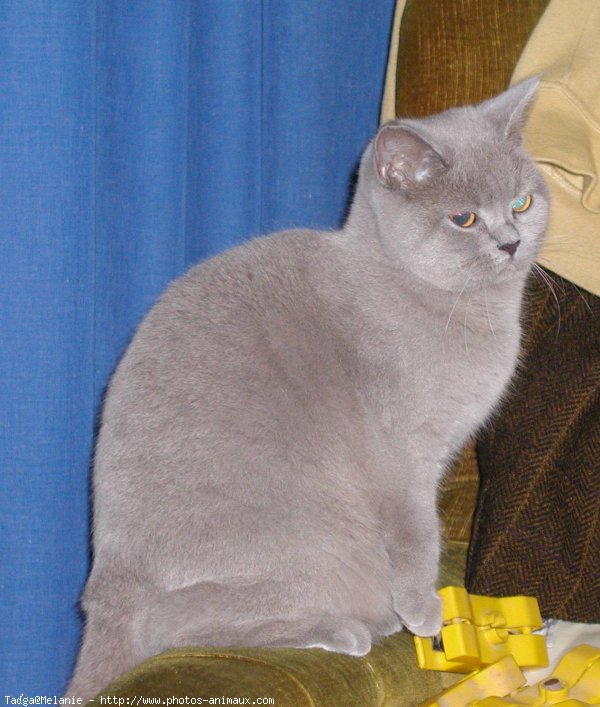 Photo de British shorthair