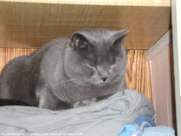 Photo de Chartreux