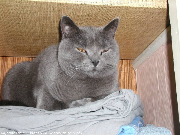 Photo de Chartreux