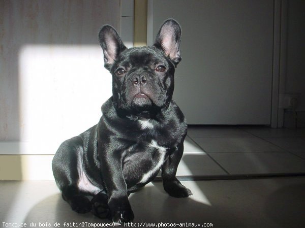 Photo de Bouledogue franais