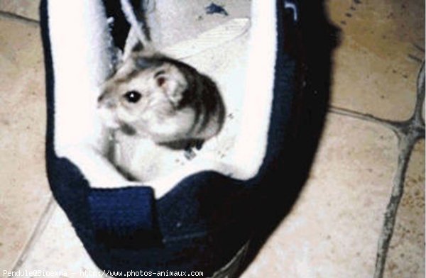 Photo de Hamster