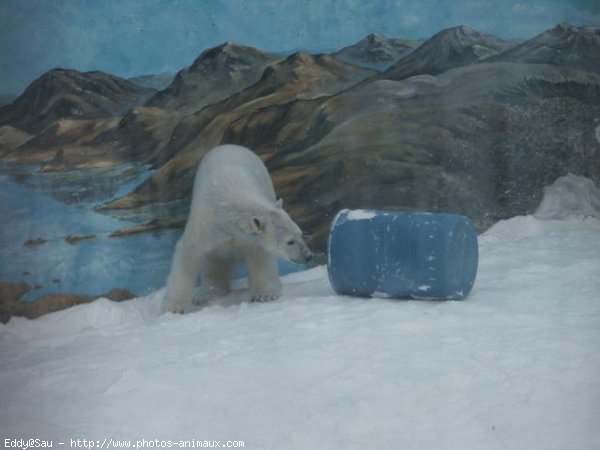 Photo d'Ours