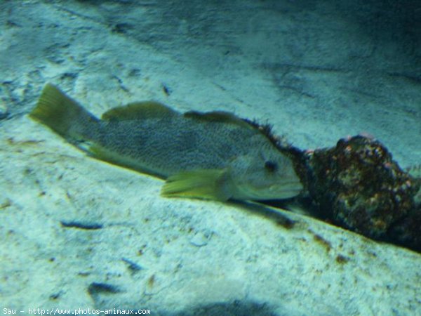 Photo de Poissons rouges