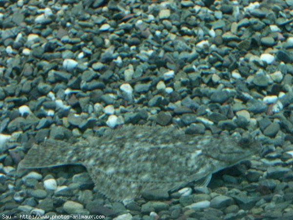 Photo de Poissons rouges