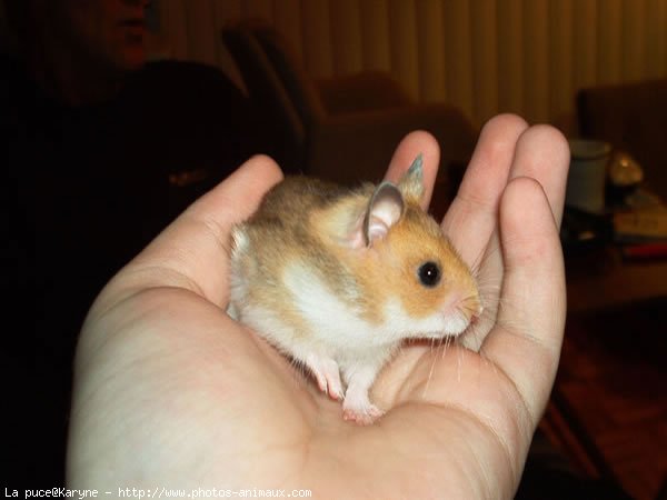 Photo de Hamster