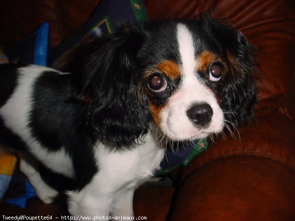 Photo de Cavalier king charles spaniel