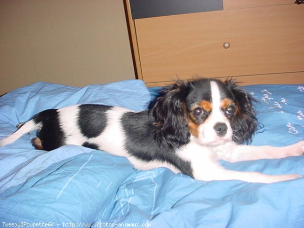 Photo de Cavalier king charles spaniel