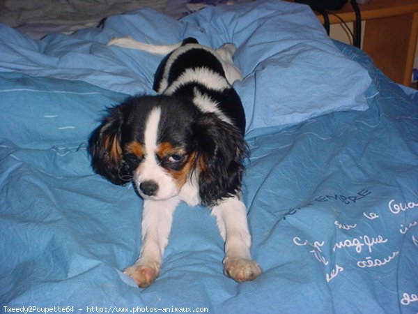 Photo de Cavalier king charles spaniel