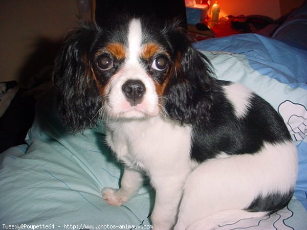 Photo de Cavalier king charles spaniel