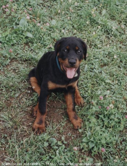 Photo de Rottweiler