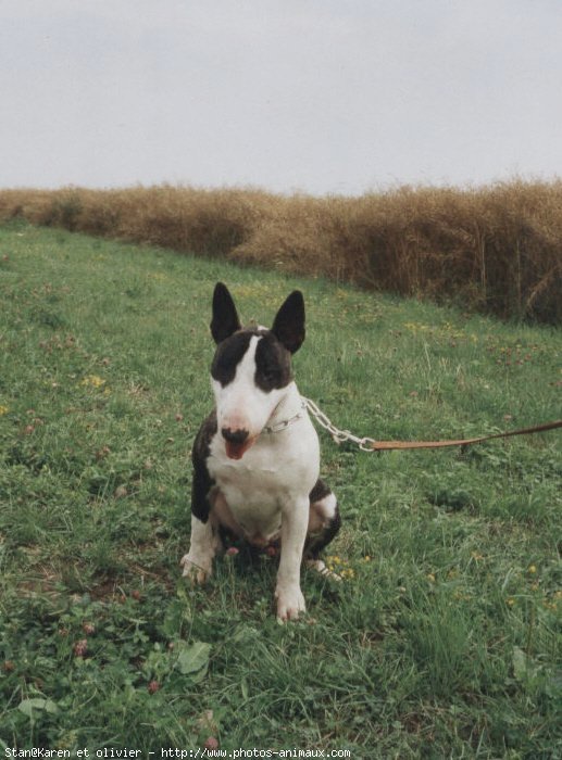 Photo de Bull terrier miniature