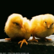 Photo de Poule