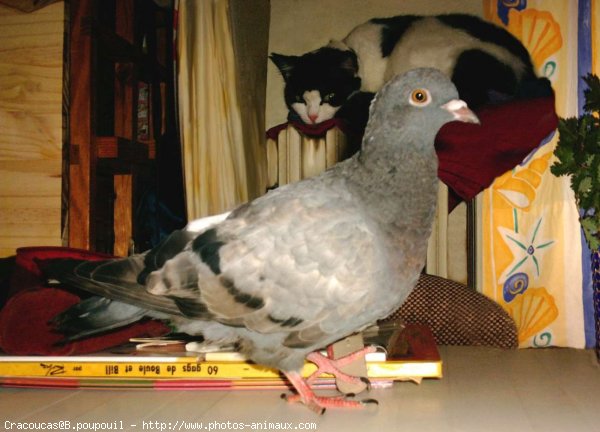 Photo de Pigeon