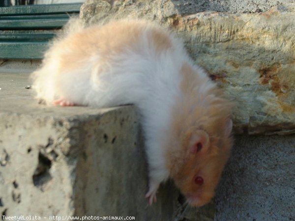 Photo de Hamster