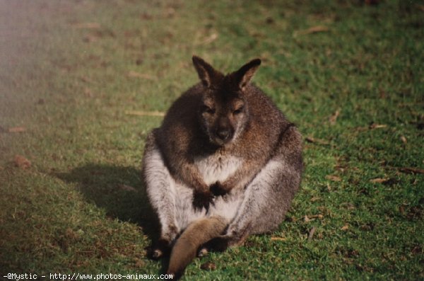 Photo de Wallaby