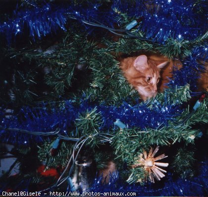 Photo de Chat domestique