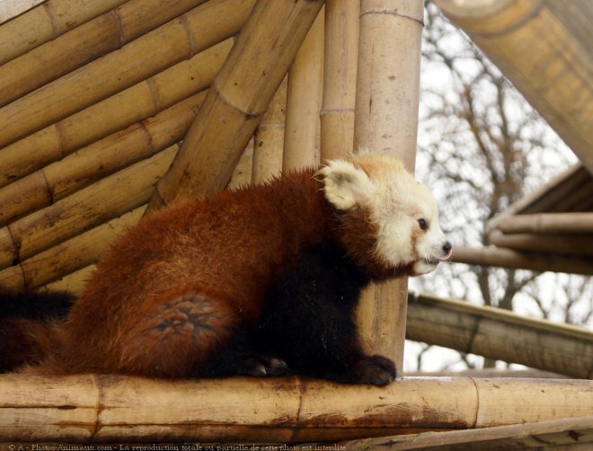 Photo de Panda roux