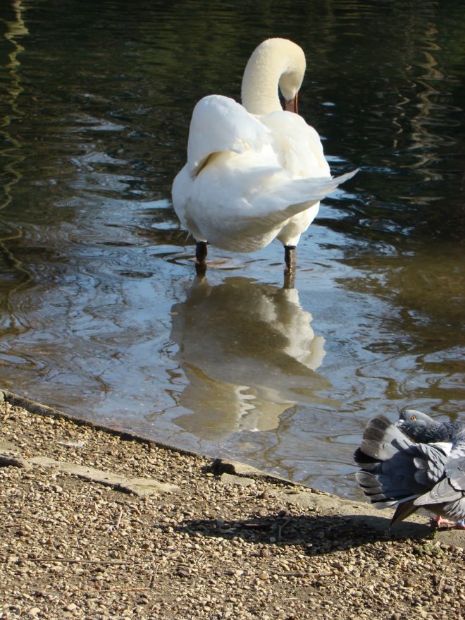 Photo de Cygne