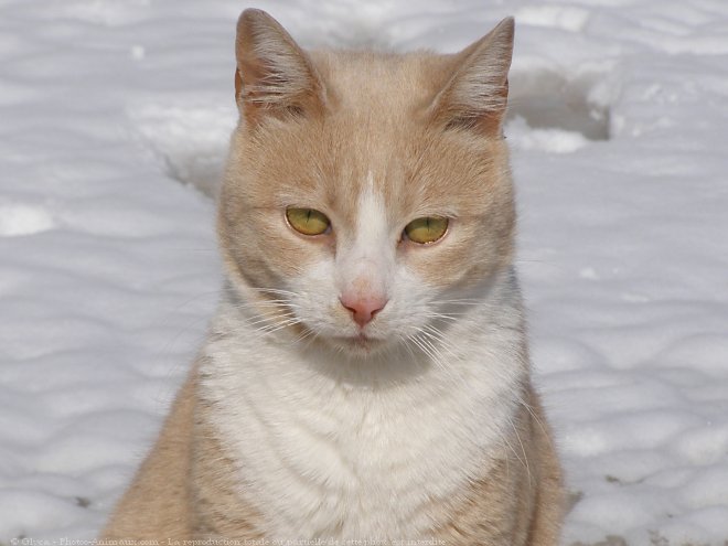 Photo de Chat domestique