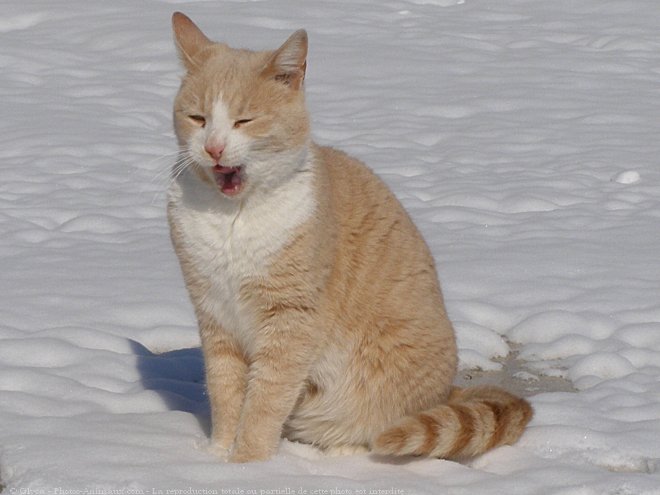 Photo de Chat domestique