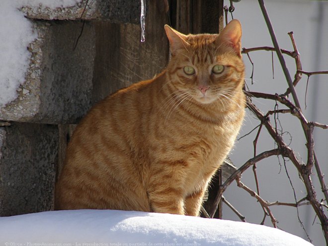 Photo de Chat domestique