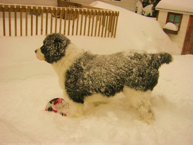 Photo d'English springer spaniel