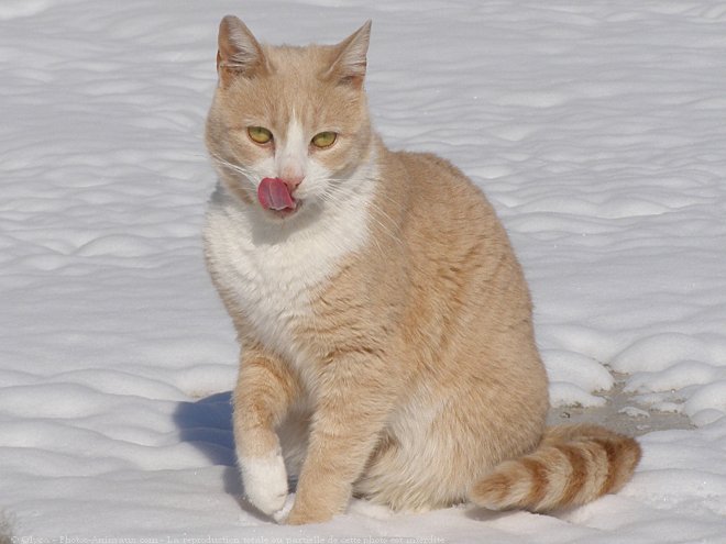 Photo de Chat domestique