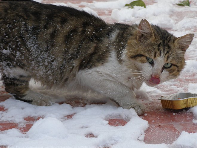 Photo de Chat domestique