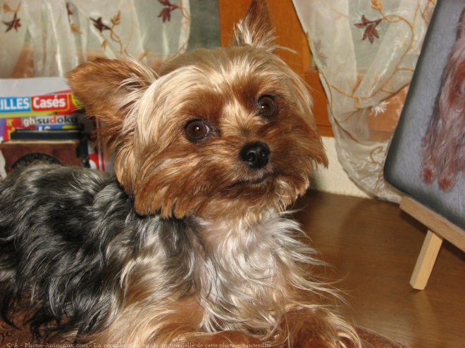 Photo de Yorkshire terrier