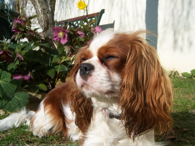 Photo de Cavalier king charles spaniel