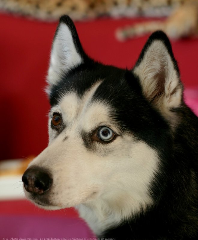 Photo de Husky siberien