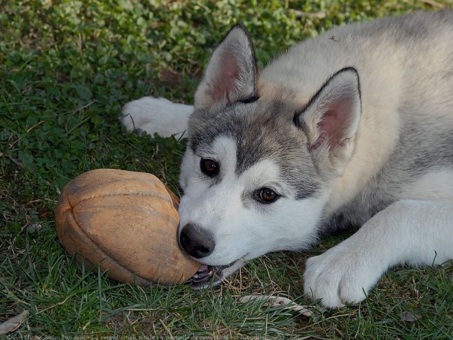 Photo de Husky siberien