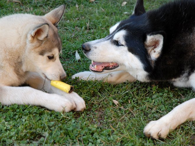 Photo de Husky siberien