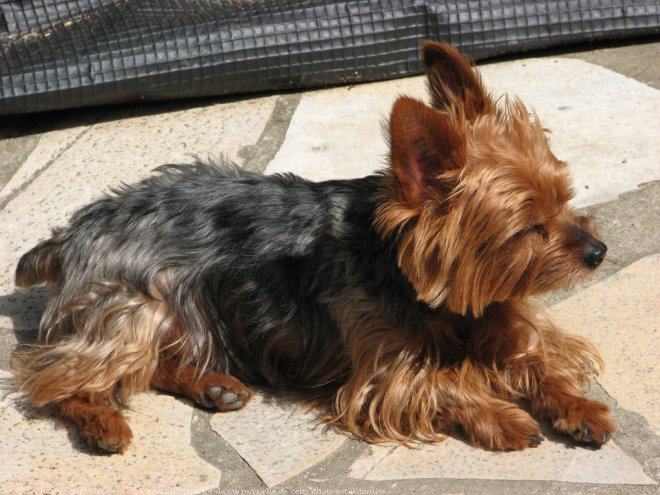 Photo de Yorkshire terrier