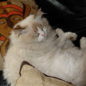 Photo de Ragdoll