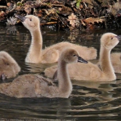 Photo de Cygne