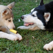 Photo de Husky siberien