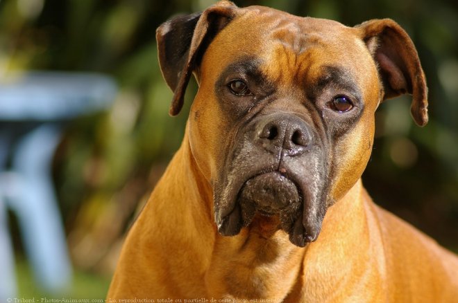 Photo de Boxer