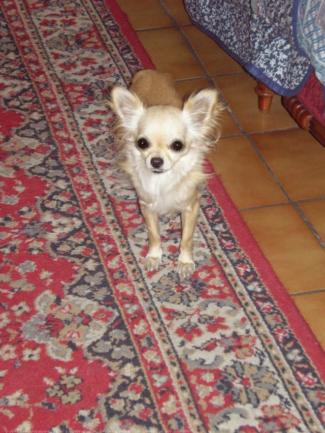 Photo de Chihuahua  poil long