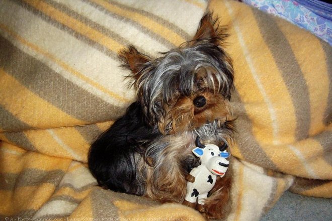 Photo de Yorkshire terrier