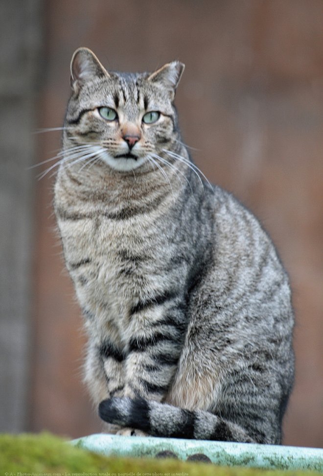 Photo de Chat domestique